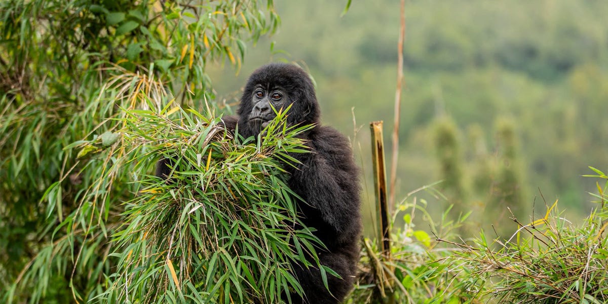 Rwanda Mountain Gorilla Conservation Journey