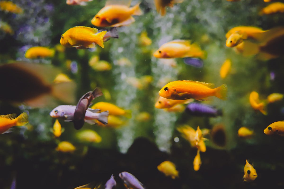 Evolutionary Learning using a Multi-Agent Simulation | Agents and Robots