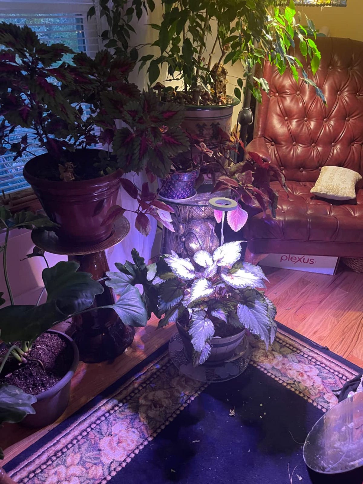 What is plant grow light?Do led lights help plants grow? by JACK Wang Medium