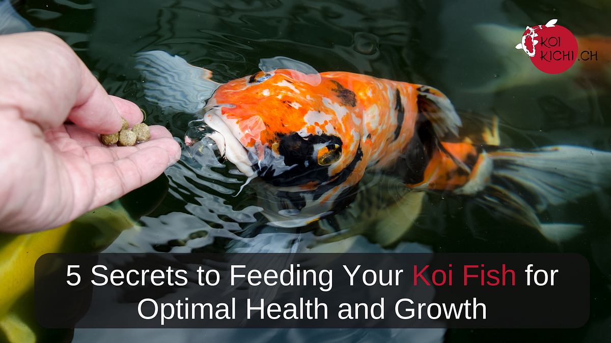 5 Secrets to Feeding Your Koi Fish for Optimal Health and Growth by