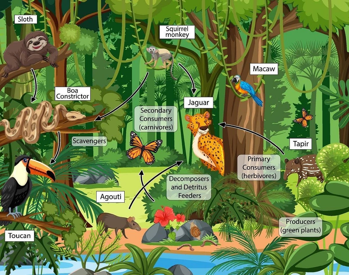 Forest food chain diagram. Certainly! Below is a simplified forest