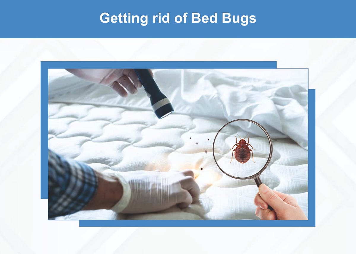 Getting rid of bed bugs. Bed bugs can turn your peaceful slumber… by