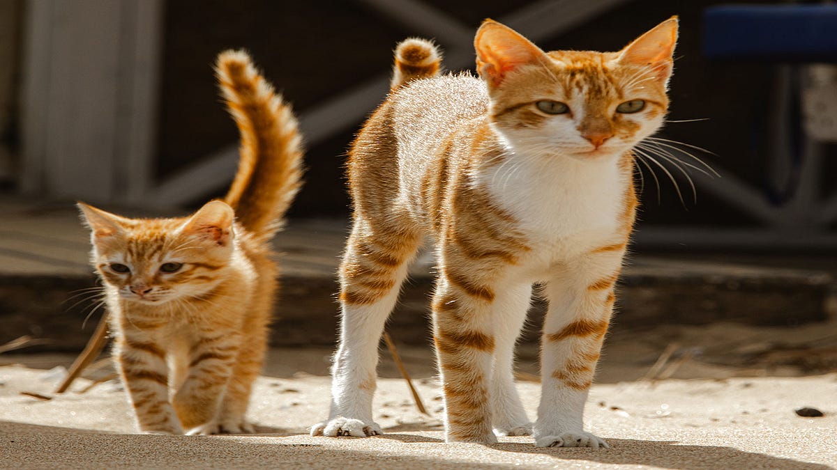 How Soon Can A Cat Get Pregnant After Having A Litter at Michelle Reed blog