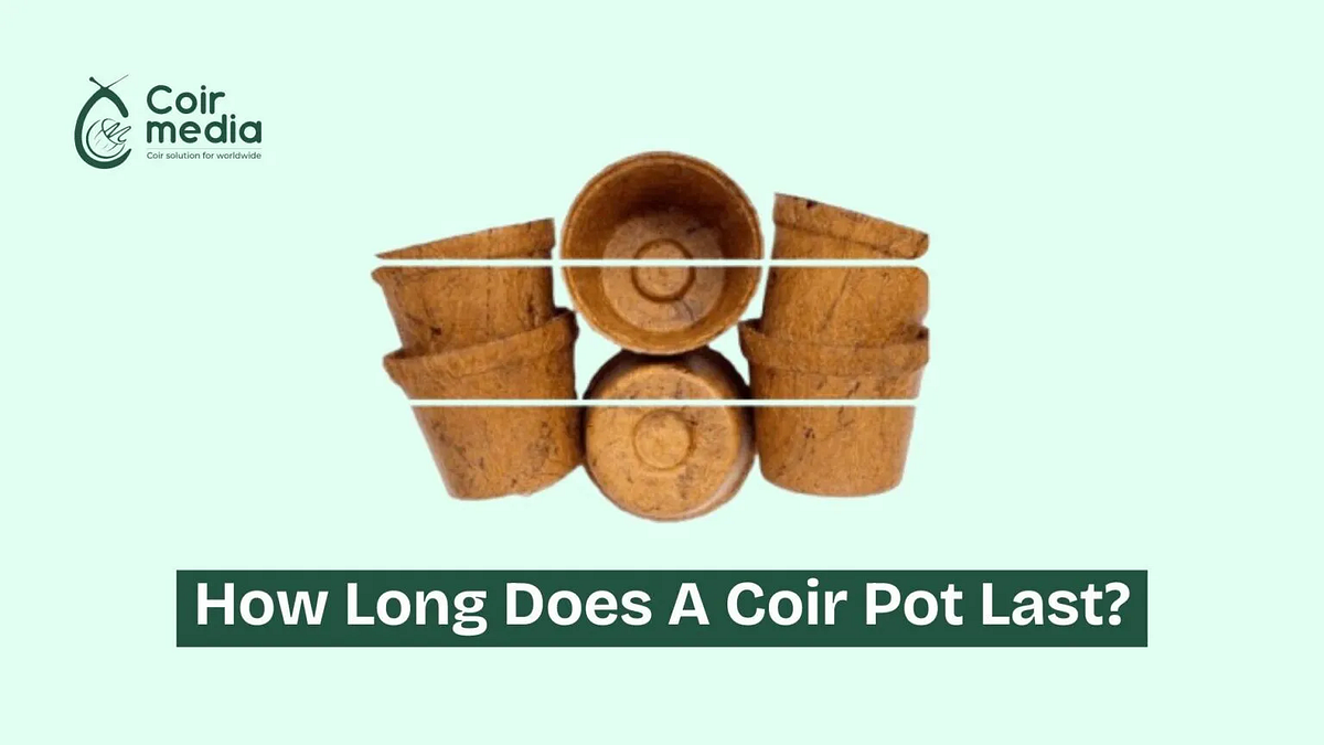How Long Do Coir Pots Last?. Coir pots, also known as coconut coir