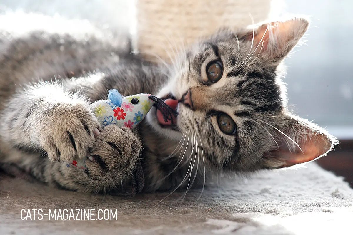 Kitten Adoption 101: The Essential Guide (From Someone Who Learned the ...