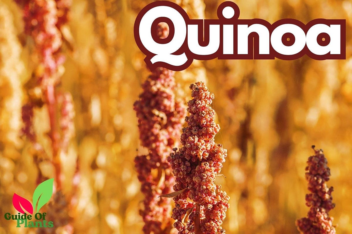 Quinoa Cultivation as a Sustainable Crop KMR Blogs Medium