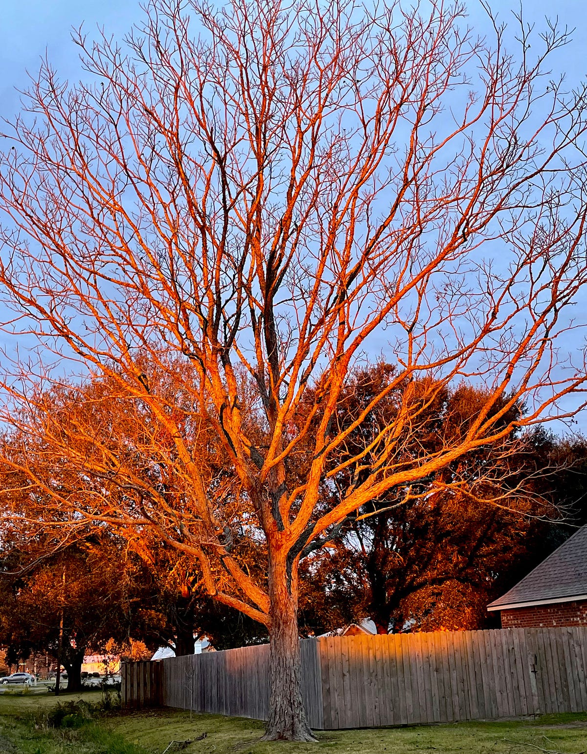 Tree Ablaze! - Six Word Photo Story Challenge - Medium