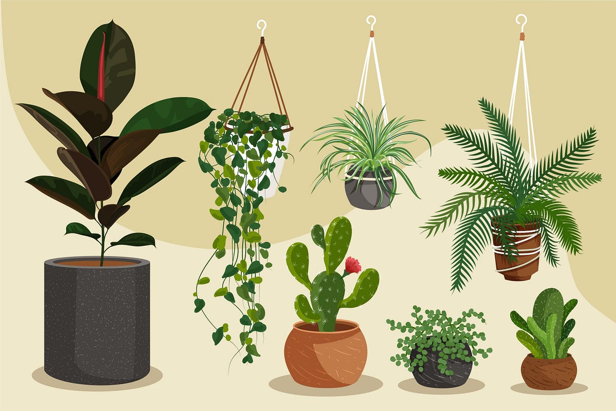The Surprising Truth Can House Plants Trigger Allergies? by Elle