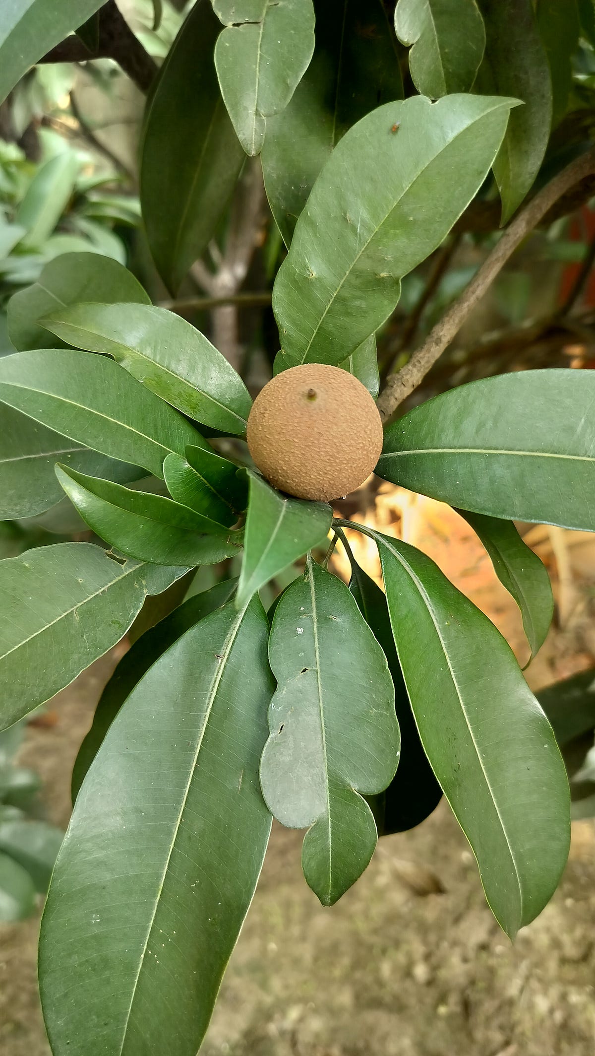 what-happens-if-we-eat-sapodilla-daily-here-s-the-result-harida