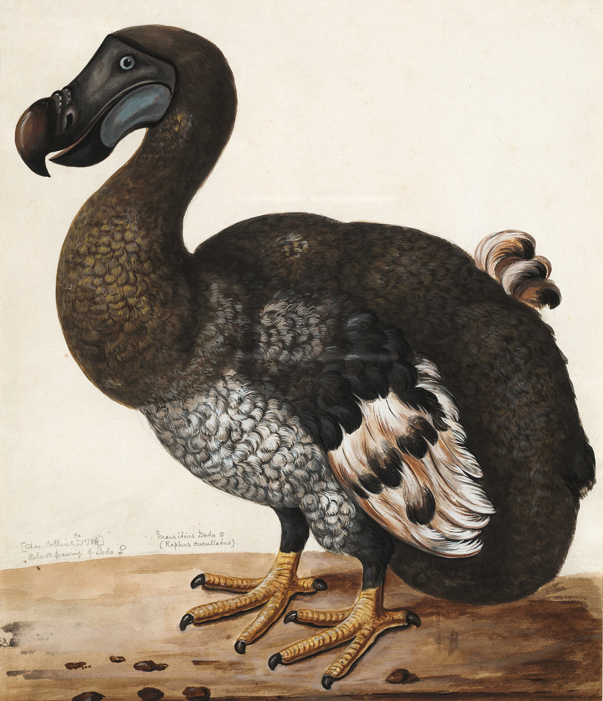 How Did the Dodo Bird Adapt to Its Environment: Surprising Survival Traits