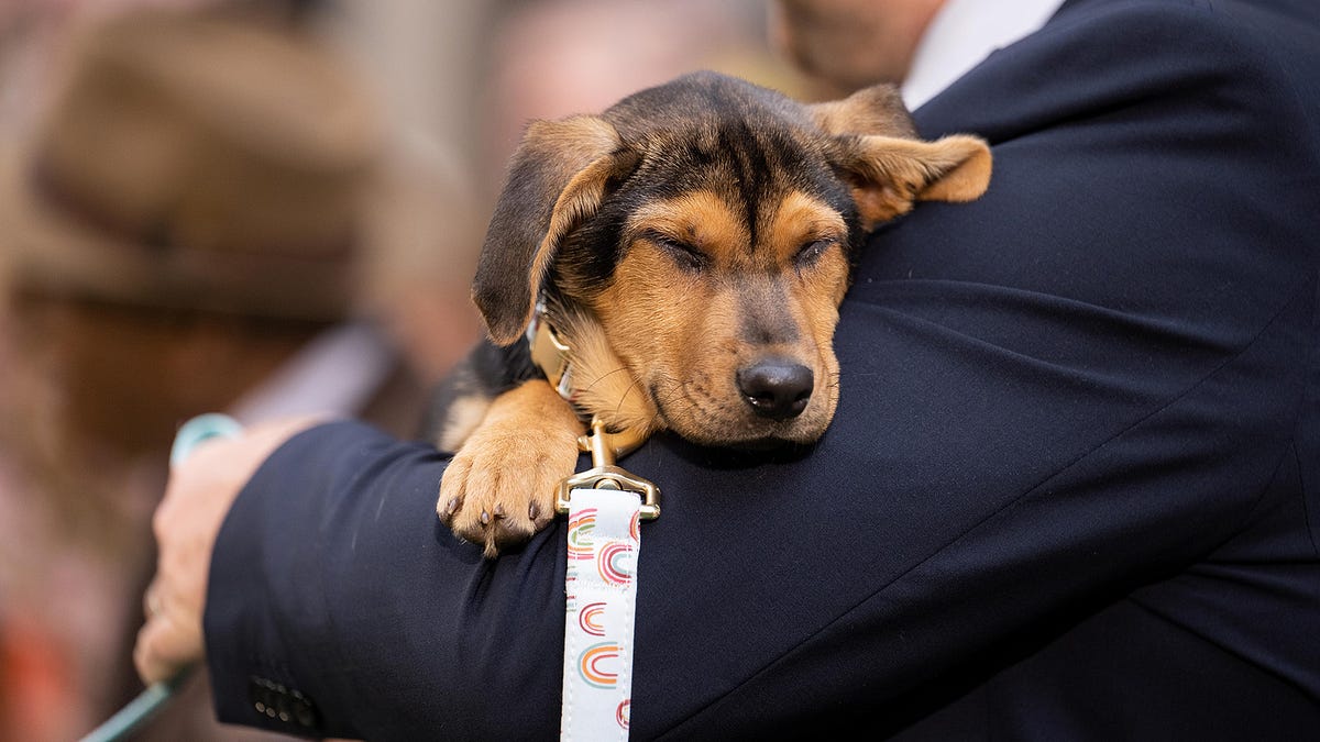 Adopting a Dog Considerations and Tips for Bringing a New Furry Friend