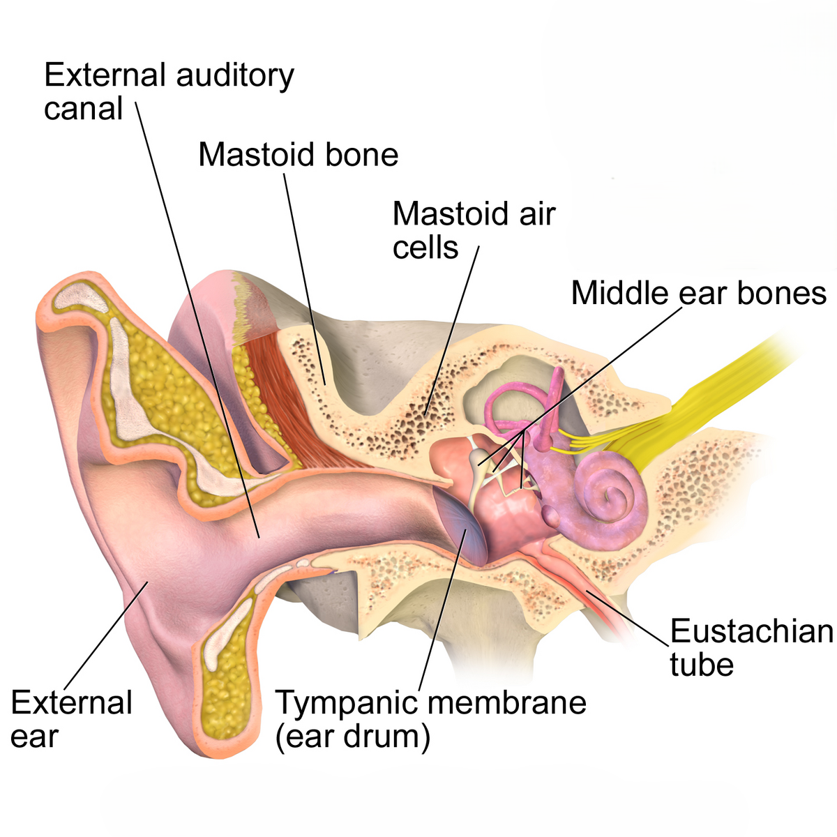 What is Eustachian Tube Dysfunction?