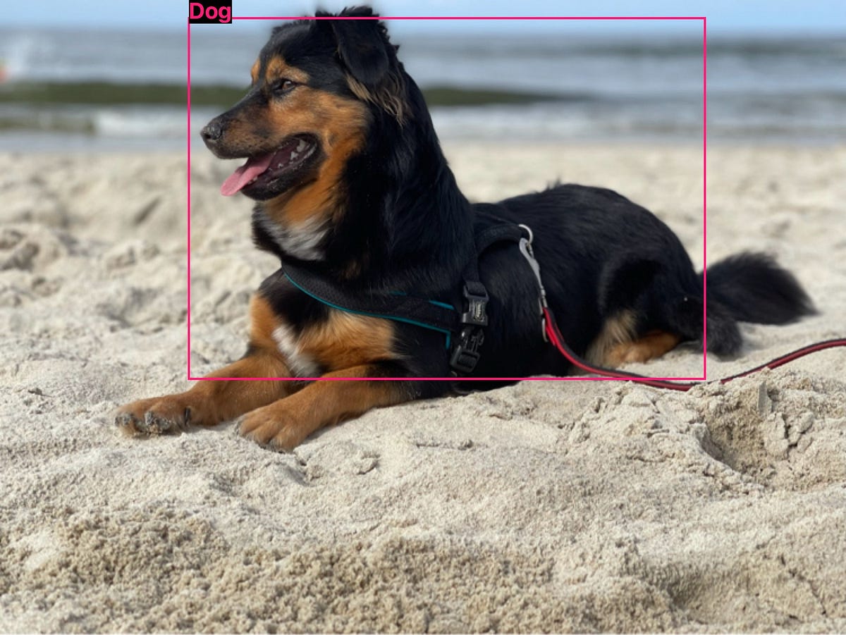 Animals detection using the Vision framework | by Kamil Tustanowski ...