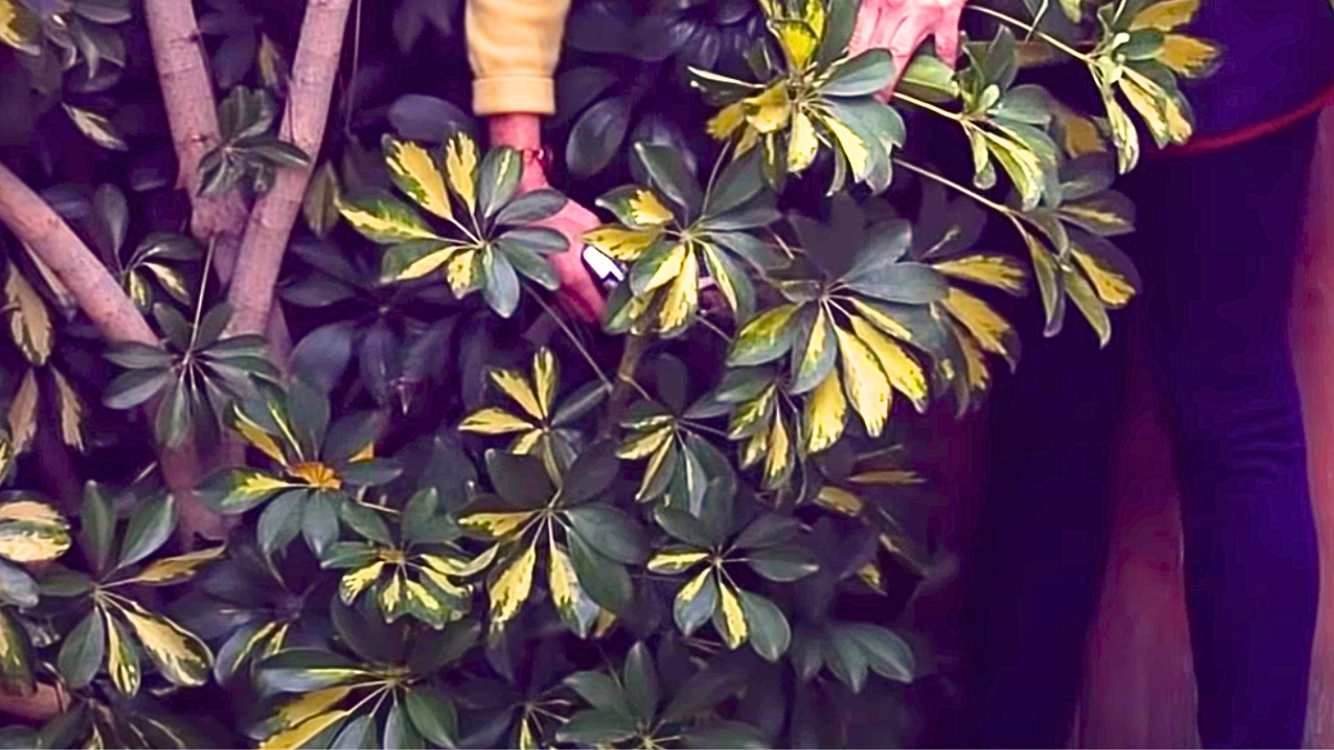 When is the Best Time to Prune My Dwarf Umbrella Tree? — A Complete