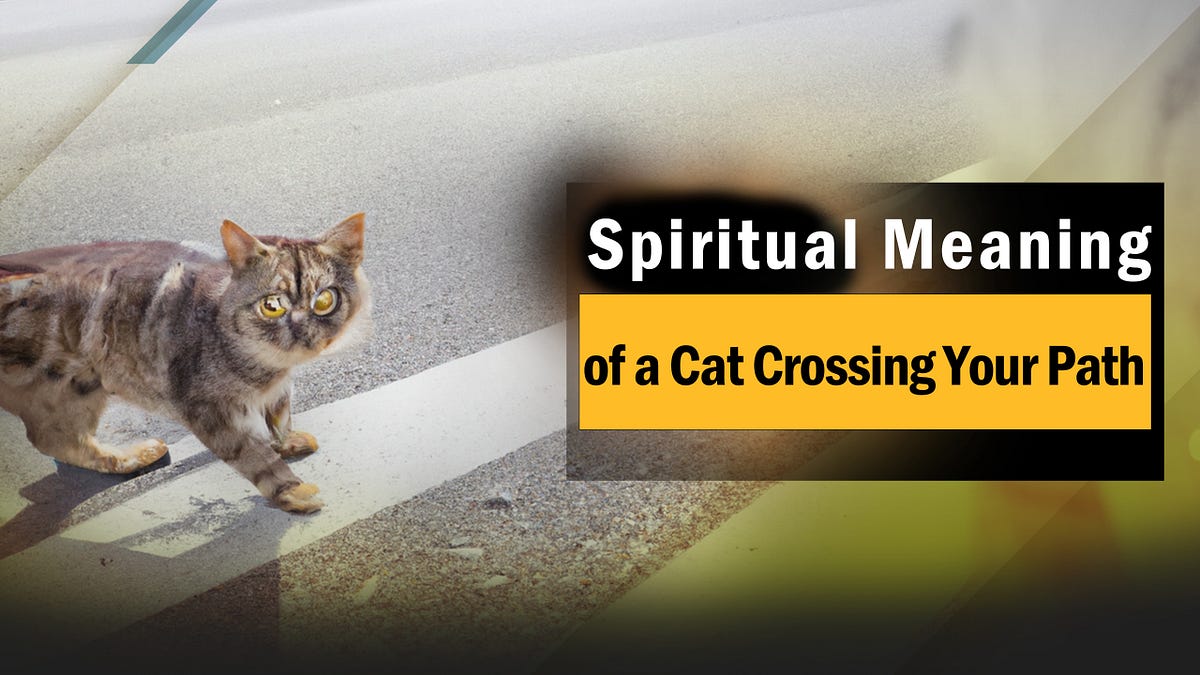 Spiritual Meaning of a Cat Crossing Your Path puppyplaying Medium