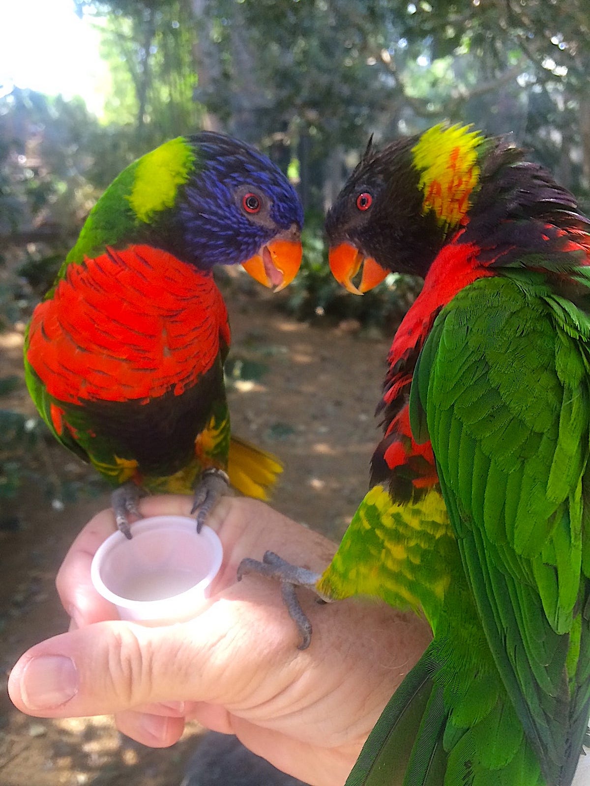 Are Birdfeeders Illegal?. Followup to my earlier story after I… by