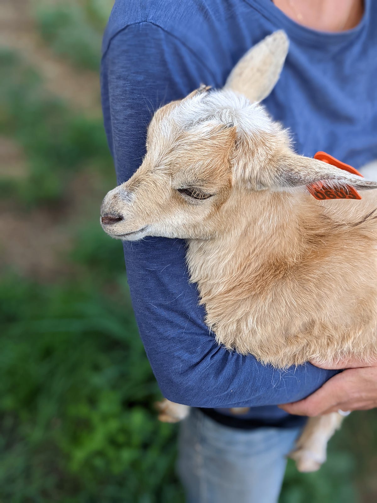 Sell the goats. You know how there are parts of life… by Lara Meloan Medium
