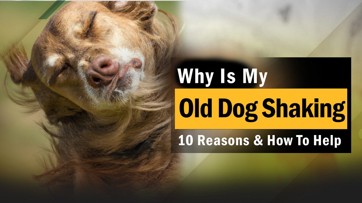 Why Is My Old Dog Shaking
