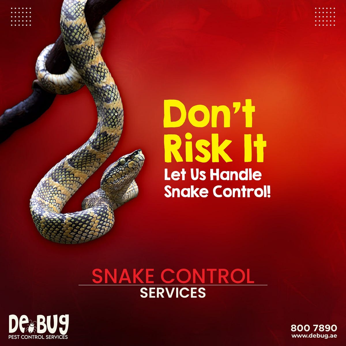 Effective Snake Control Services in Abu Dhabi | by Debug | Mar, 2024 ...