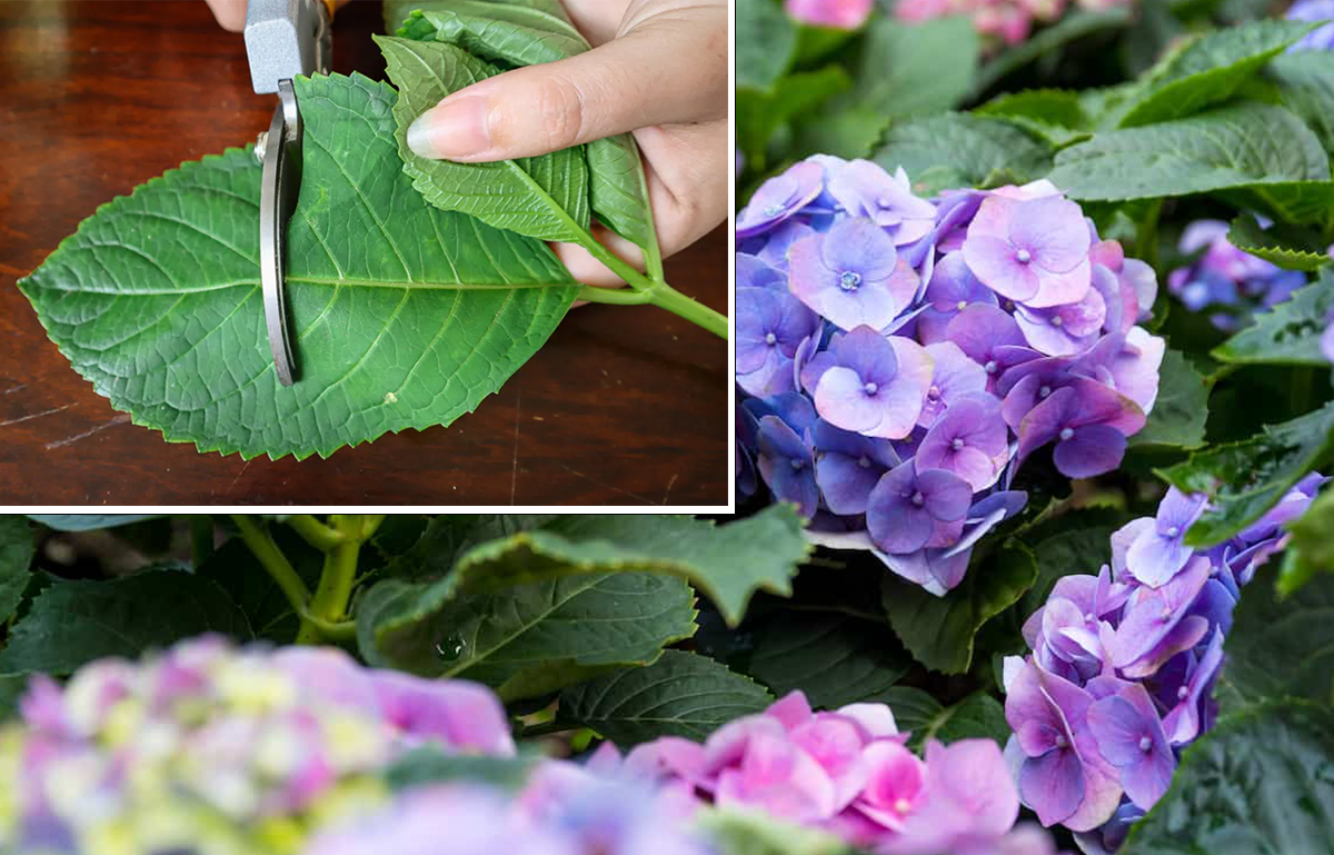 How to Do Hydrangea Clippings A Comprehensive Guide by T.C Das Jan