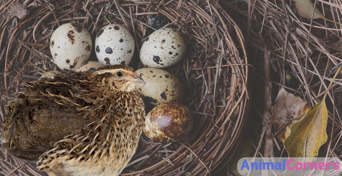 The Essential Guide to Button Quail Eggs | by Animal Corners | Apr