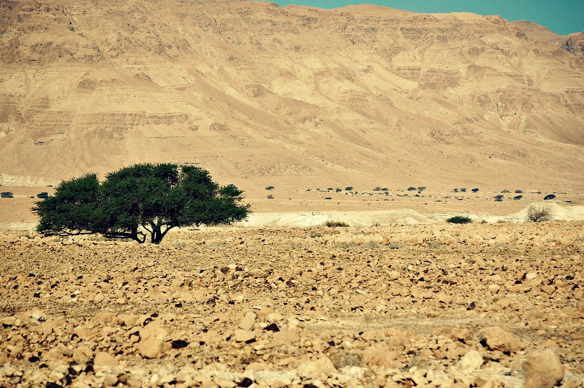 Under the Broom Tree. 1 Kings 19:1–15a | by Minoo W. Kim | Medium