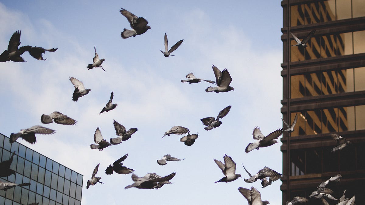 subito. The Italian musical term subito, which… by kristen Medium