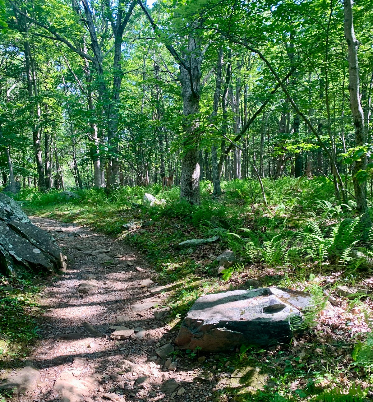 The Benefits of Hiking. “Hiking is a way to cleanse the mind… by Tom