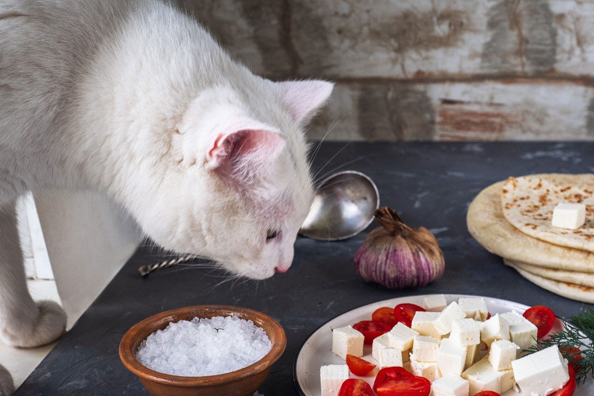 Can cats eat cheese 5 secrets about their eating cheese! by Mindstale Medium