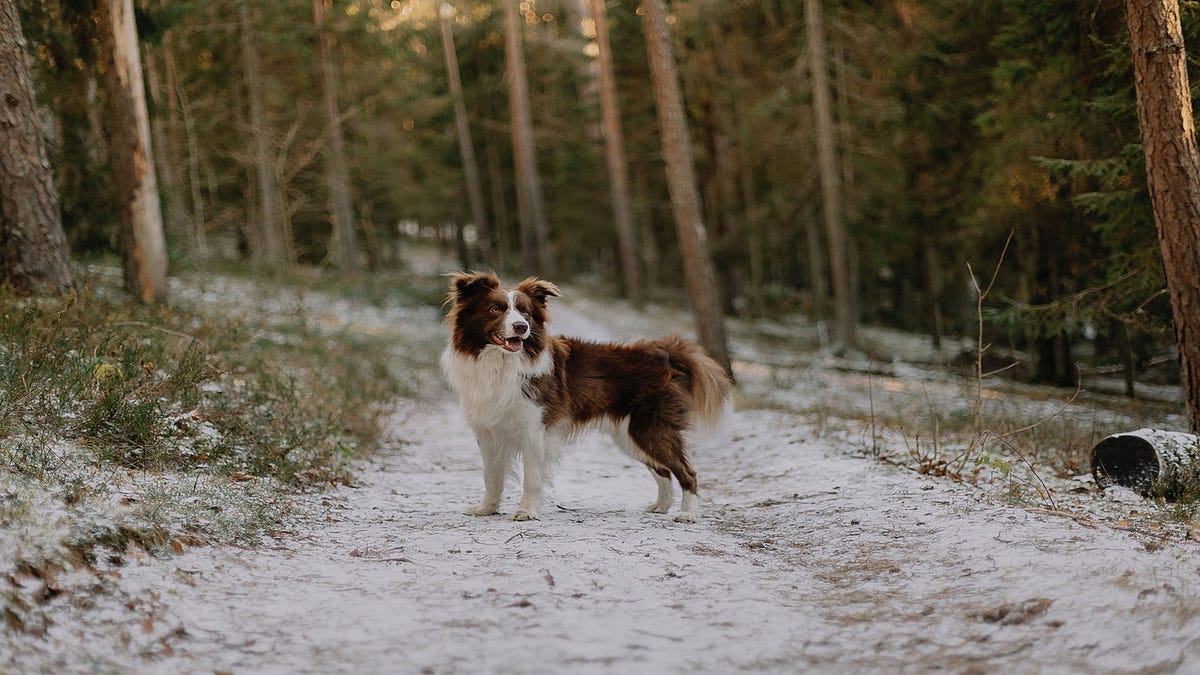 Dog Hackles Why Do the Hairs on Dogs Stand Up? by Make Yourself