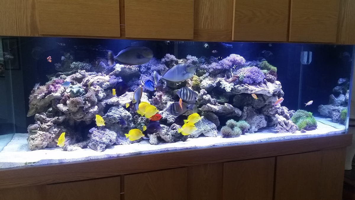 Picture of Aquarium on Sale. If you are extremely passionate about… | by ...
