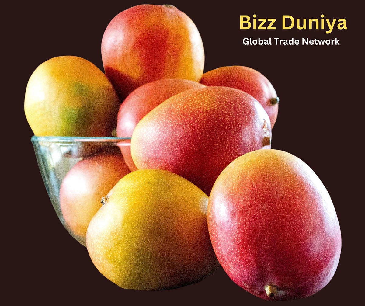 Alphonso Mangoes Exporters from India Fresh Alphonso Mangoes Ripening