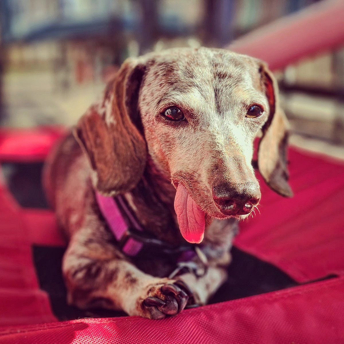My Elderly Dog Was Wagging Her Tail in Her Sleep | by Ruby Lee