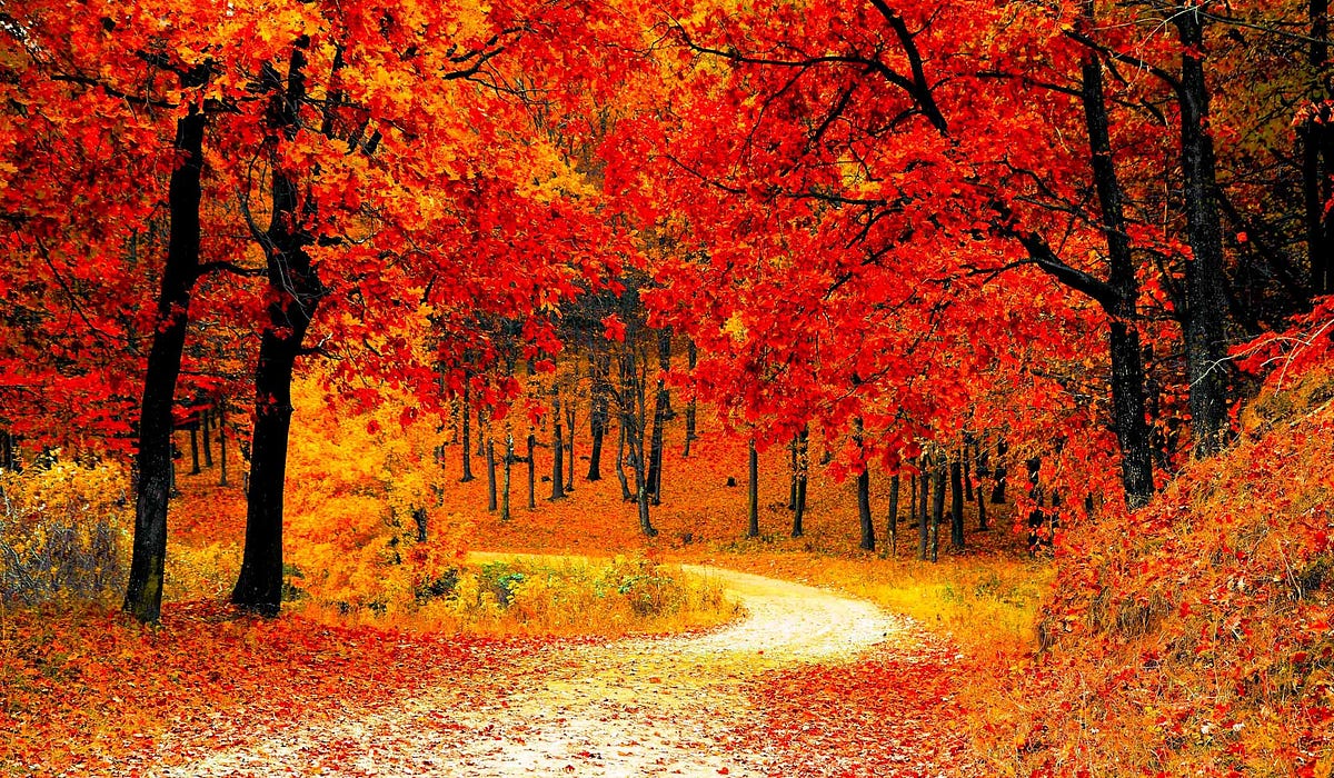 Which Path Do You Travel?