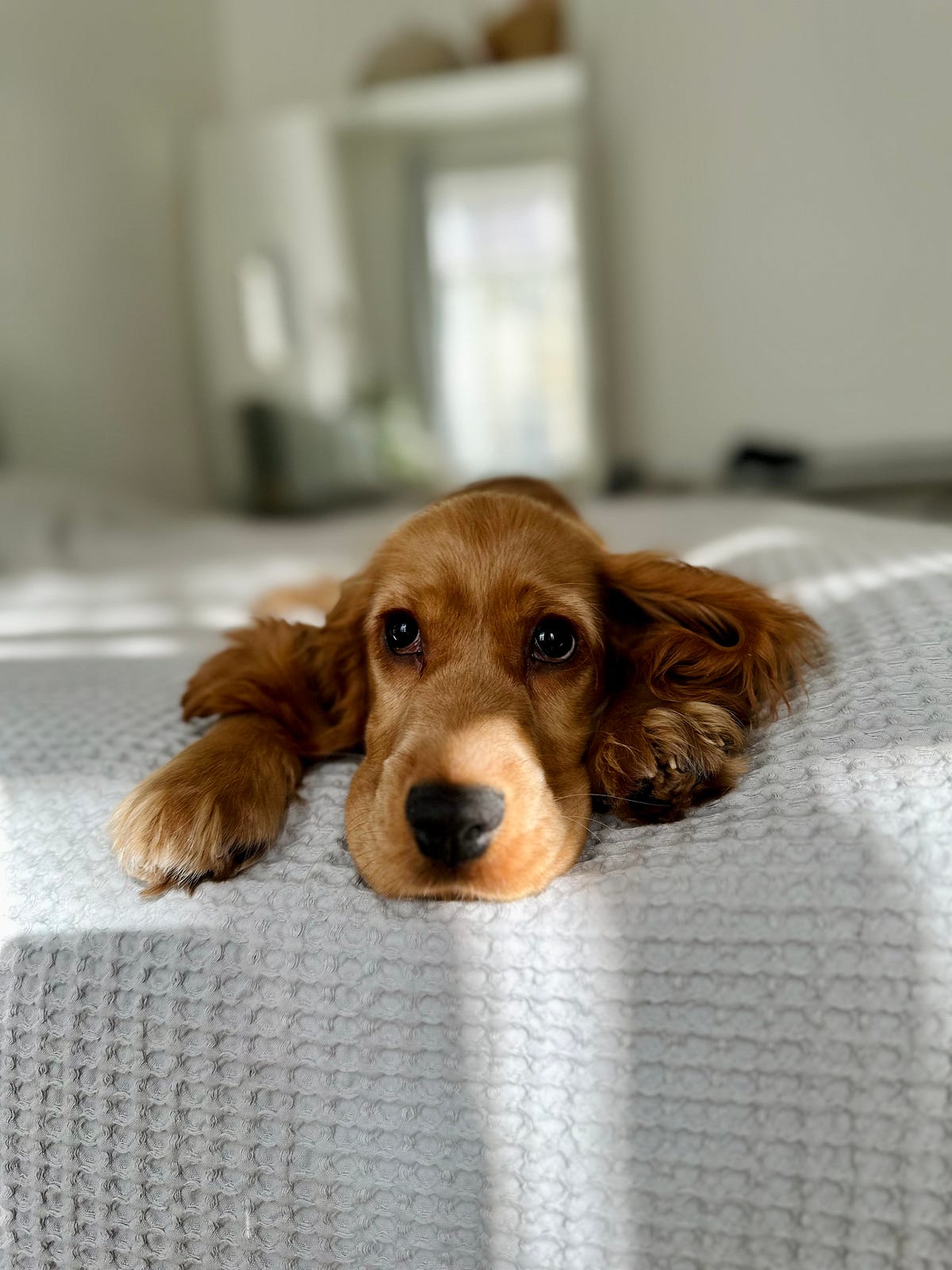 How Hard Is It to Take Care of a Puppy? by Elizaveta Semenova