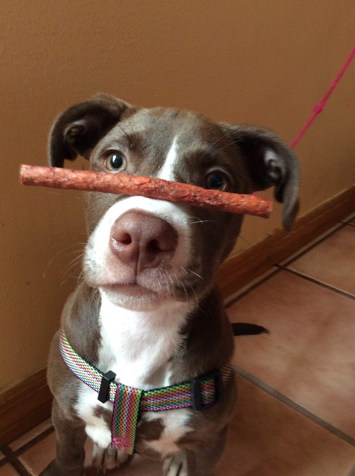 How My Dog Makes Me Feel 🐶. My dog makes me feel calm and… by