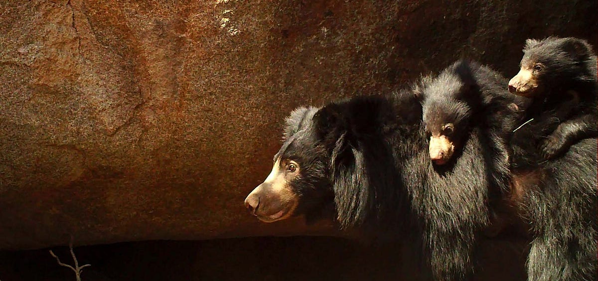 Mating Habits of Sloth Bears in Wilpattu National Park| BOL | by BestOf