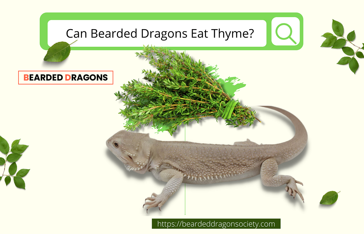 Can Bearded Dragons Eat Thyme? Medium
