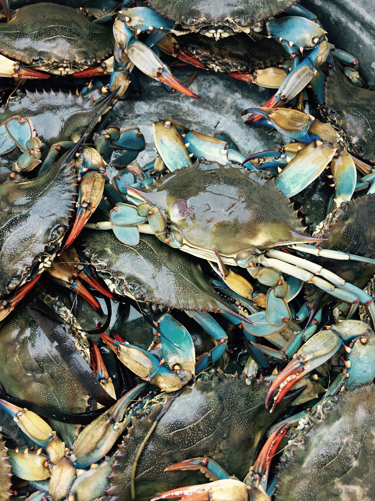 The Crab Bucket Syndrome. What is it? | by T. M. Watson | The Shortform