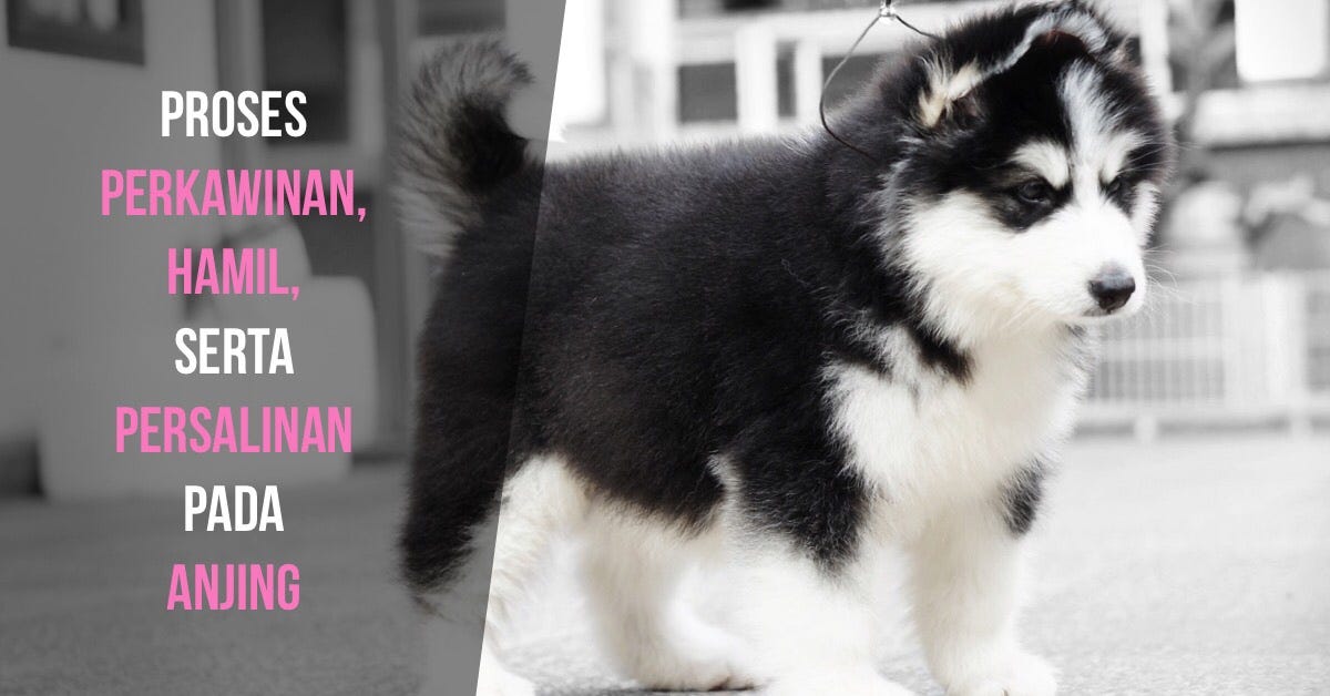 Proses perkawinan, hamil, serta persalinan pada anjing | by Fransmarioo ...