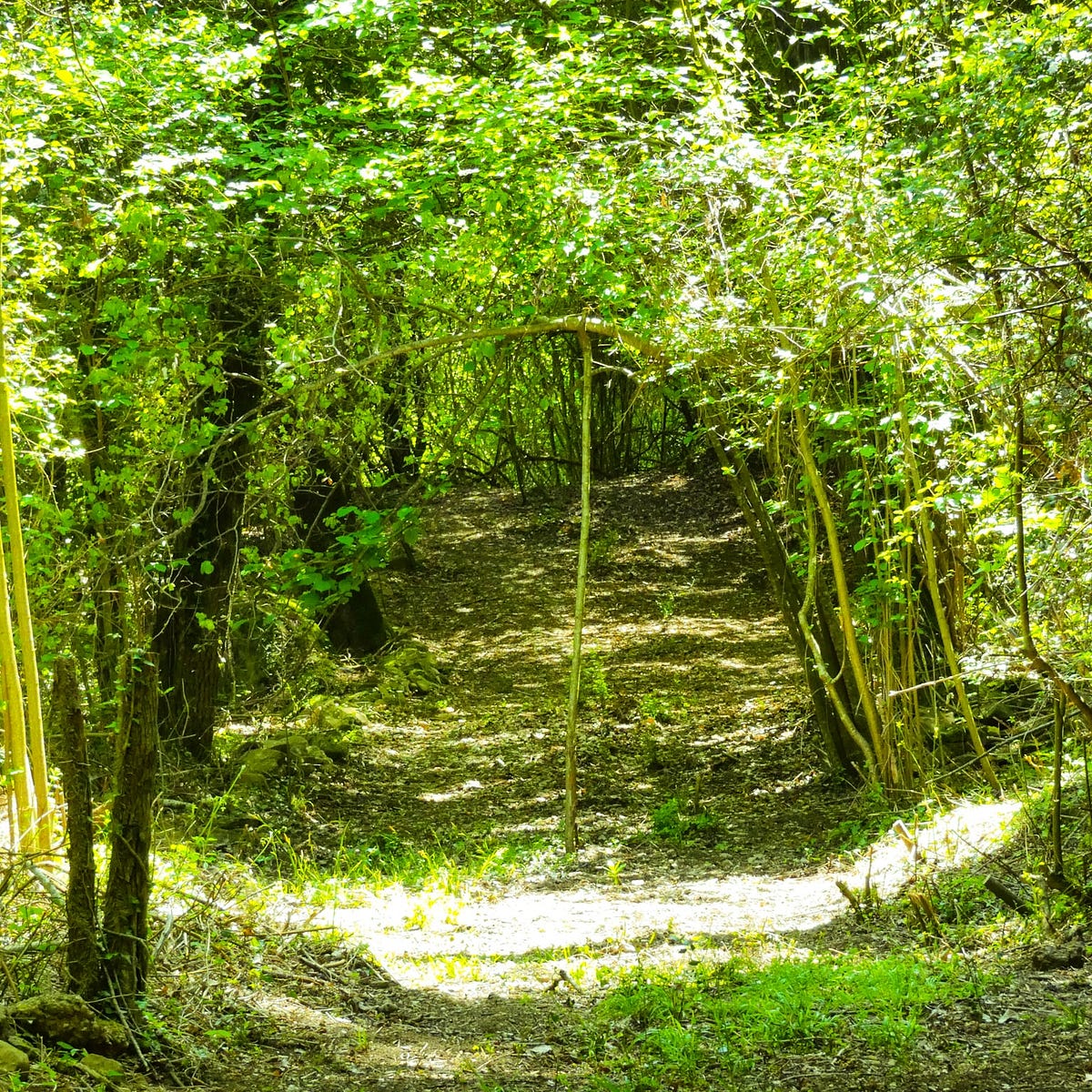 Regenerations. Learning from the forest | by Jamie Nicol ... Regenerations. Learning from the forest | by Jamie Nicol ...