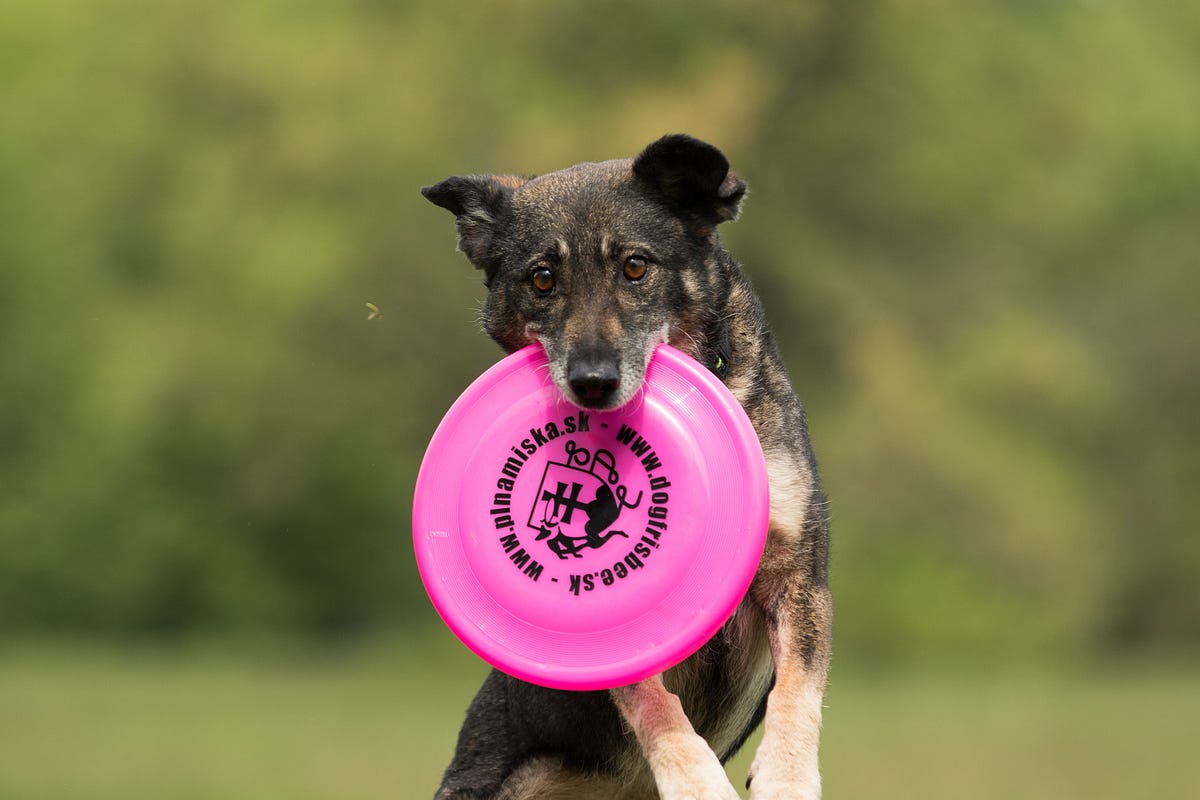 Top Secrets To Dog Training The Secrets To Dog Training A By Mr top-secrets-to-dog-training-the-secrets-to-dog-training-a-by-mr