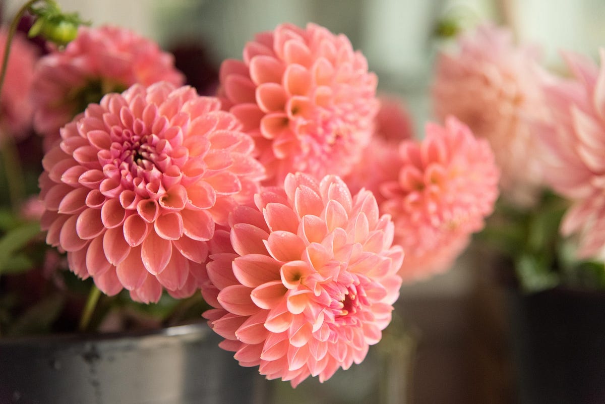 What is a Dahlia One of the World’s Most Famous Flowers by Vivien