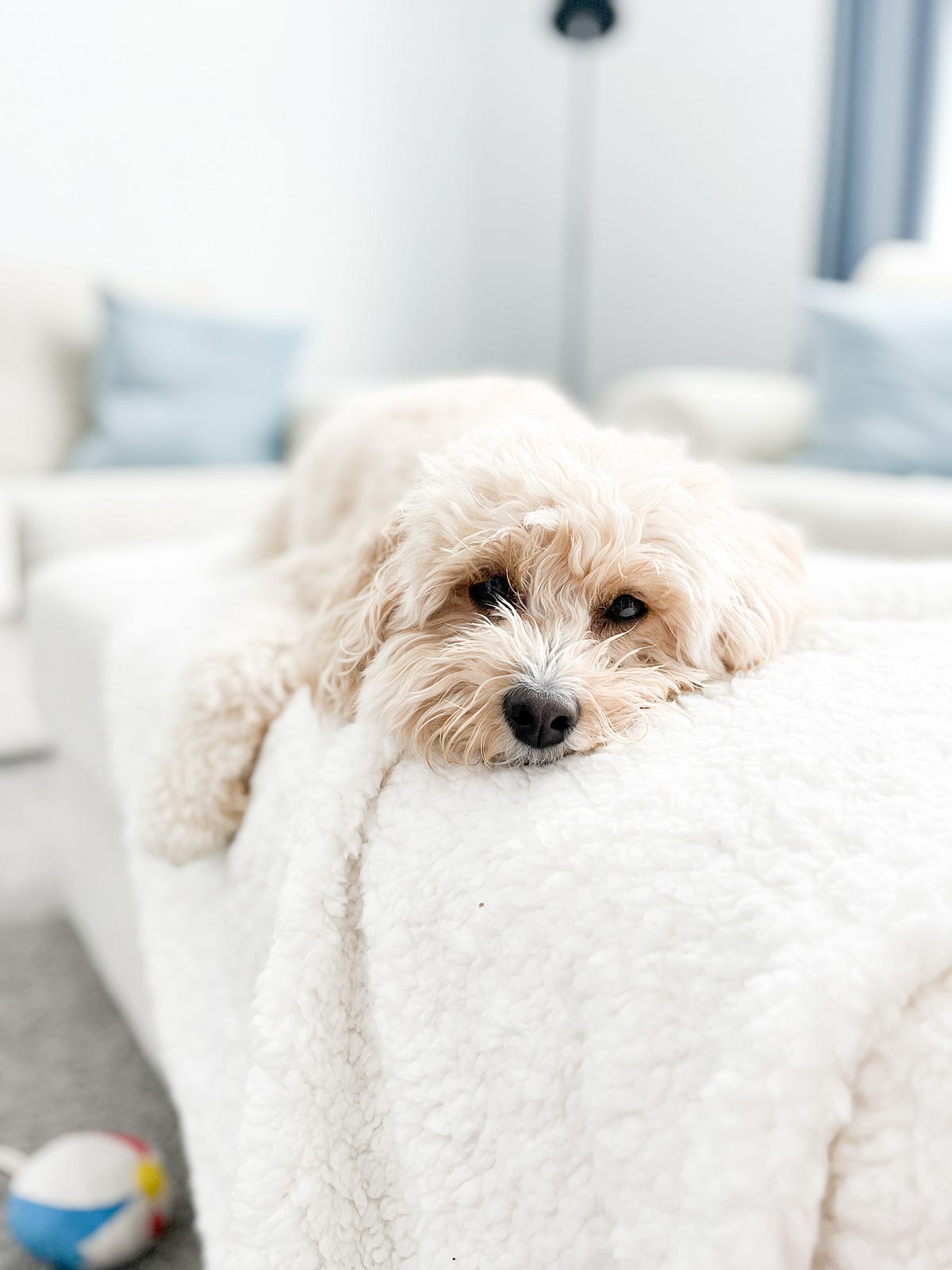 A closer look at Grazing And Puppy Boredom