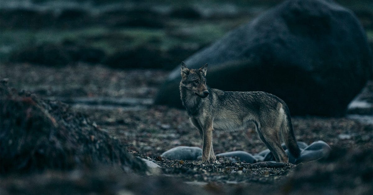 Wolf Stories. Sustaining the wellbeing of people… | by People•Animals