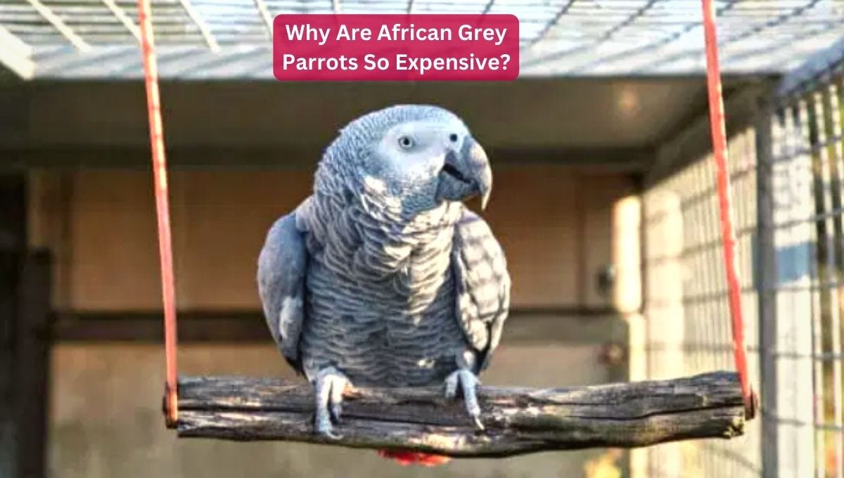 Why Are African Grey Parrots So Costly Unlocking the Priciness of