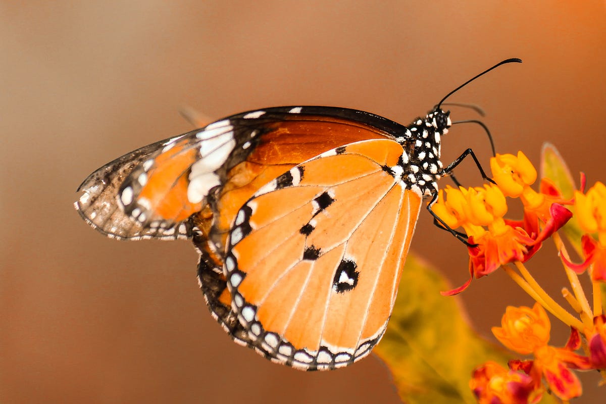 Butterflies: The ultimate icon of our fragility