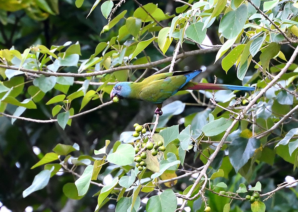 Why Do Parrots Waste Most Of What You Feed Them? by 𝐆𝐫𝐫𝐥𝐒𝐜𝐢𝐞𝐧𝐭𝐢𝐬𝐭