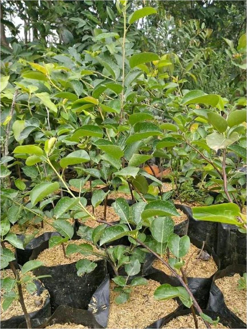 Bibit Buah Pir Bandung Barat Terlengkap | by Marlino Kemuning | Medium