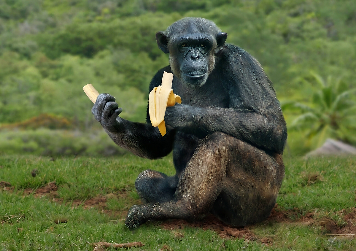 Debunking Myths: Do Chimpanzees Really Love Bananas? | by Fancied Facts